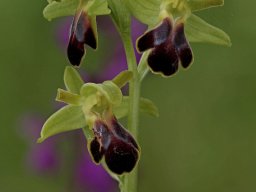 6_Ophrys_sulcata